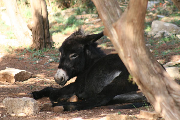 Naturpark Telascica 36